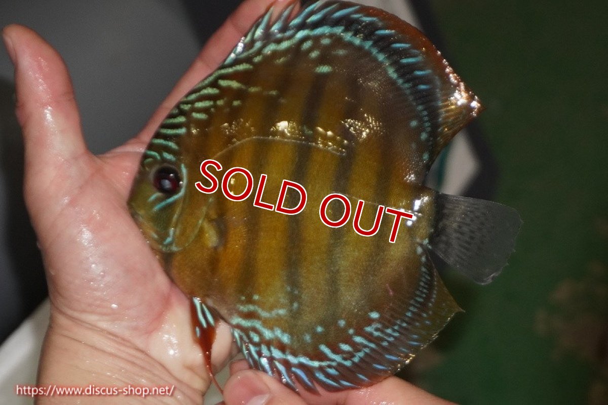 画像1: 【除夜の鐘28000円】【ワイルドディスカス】【通販】【未開の新産地個体】ラーゴサポレッド【個体販売】14-15cm（生体）ラーゴサポ産 (1)