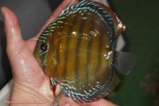 画像1: 【ウィンターセール対象個体】【ワイルドディスカス】【通販】【未開の新産地個体】ラーゴサポレッド【個体販売】14-15cm（生体）ラーゴサポ産 (1)