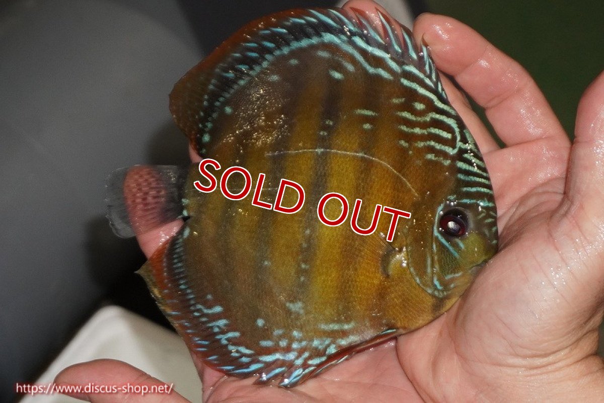 画像2: 【除夜の鐘28000円】【ワイルドディスカス】【通販】【未開の新産地個体】ラーゴサポレッド【個体販売】14-15cm（生体）ラーゴサポ産 (2)