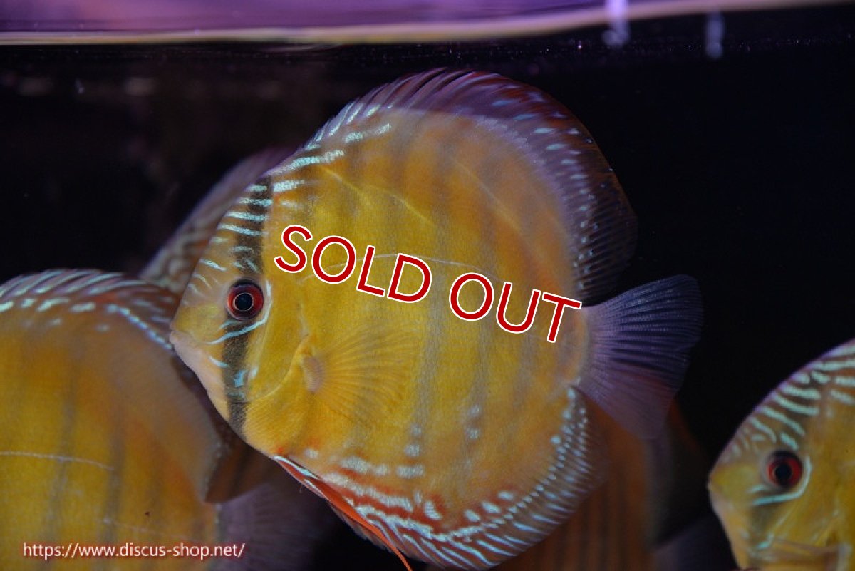 画像1: 【除夜の鐘28000円】【ワイルドディスカス】【通販】【未開の新産地個体】ラーゴサポレッド【個体販売】14-15cm（生体）ラーゴサポ産 (1)