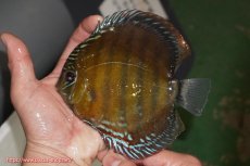 画像1: 【ウィンターセール対象個体】【ワイルドディスカス】【通販】【未開の新産地個体】ラーゴサポレッド【個体販売】14-15cm（生体）ラーゴサポ産 (1)