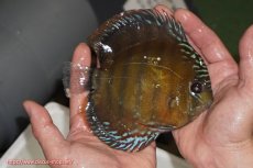 画像2: 【ウィンターセール対象個体】【ワイルドディスカス】【通販】【未開の新産地個体】ラーゴサポレッド【個体販売】14-15cm（生体）ラーゴサポ産 (2)