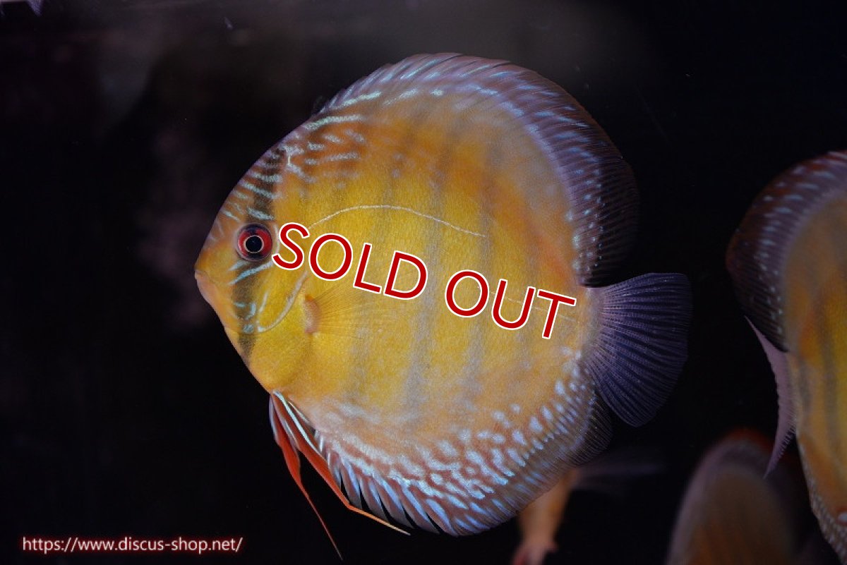 画像1: 【除夜の鐘28000円】【ワイルドディスカス】【通販】【未開の新産地個体】ラーゴサポレッド【個体販売】14-15cm（生体）ラーゴサポ産 (1)