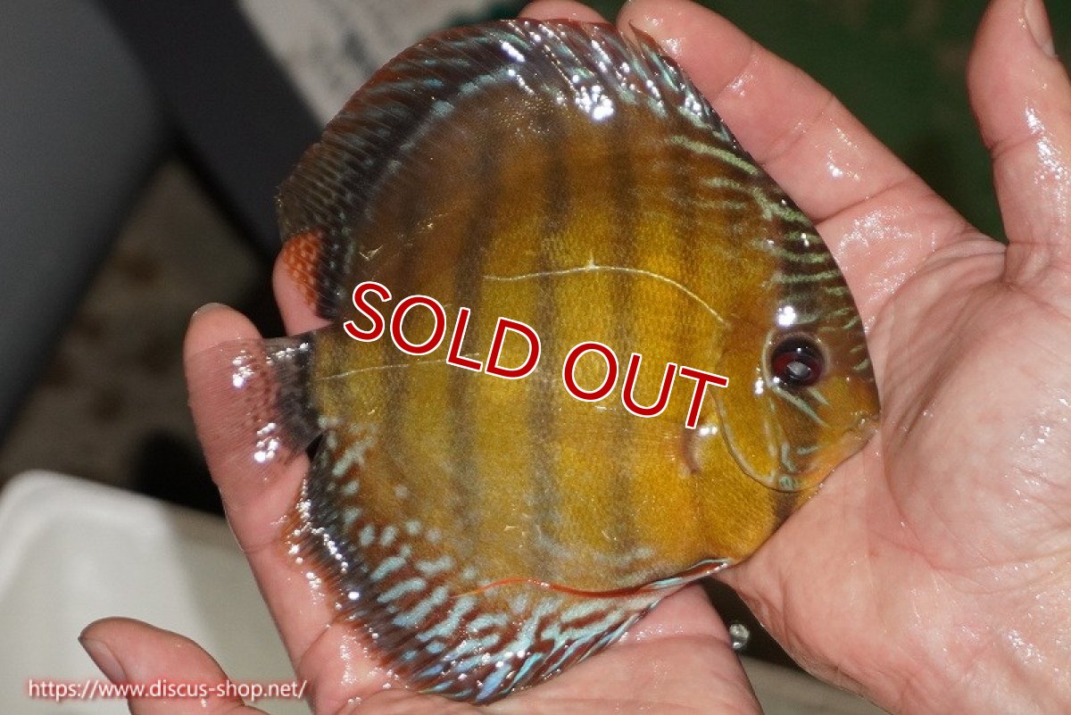 画像3: 【除夜の鐘28000円】【ワイルドディスカス】【通販】【未開の新産地個体】ラーゴサポレッド【個体販売】14-15cm（生体）ラーゴサポ産 (3)