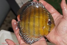 画像3: 【除夜の鐘28000円】【ワイルドディスカス】【通販】【未開の新産地個体】ラーゴサポレッド【個体販売】14-15cm（生体）ラーゴサポ産 (3)