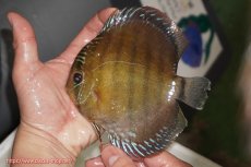 画像1: 【ウィンターセール対象個体】【ワイルドディスカス】【通販】【未開の新産地個体】ラーゴサポレッド【個体販売】14-15cm（生体）ラーゴサポ産 (1)