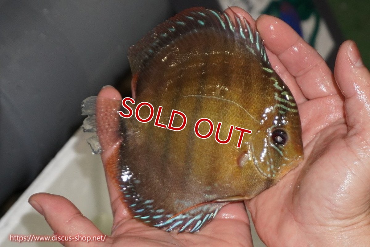 画像2: 【除夜の鐘28000円】【ワイルドディスカス】【通販】【未開の新産地個体】ラーゴサポレッド【個体販売】14-15cm（生体）ラーゴサポ産 (2)