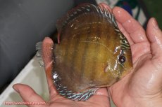 画像2: 【ウィンターセール対象個体】【ワイルドディスカス】【通販】【未開の新産地個体】ラーゴサポレッド【個体販売】14-15cm（生体）ラーゴサポ産 (2)