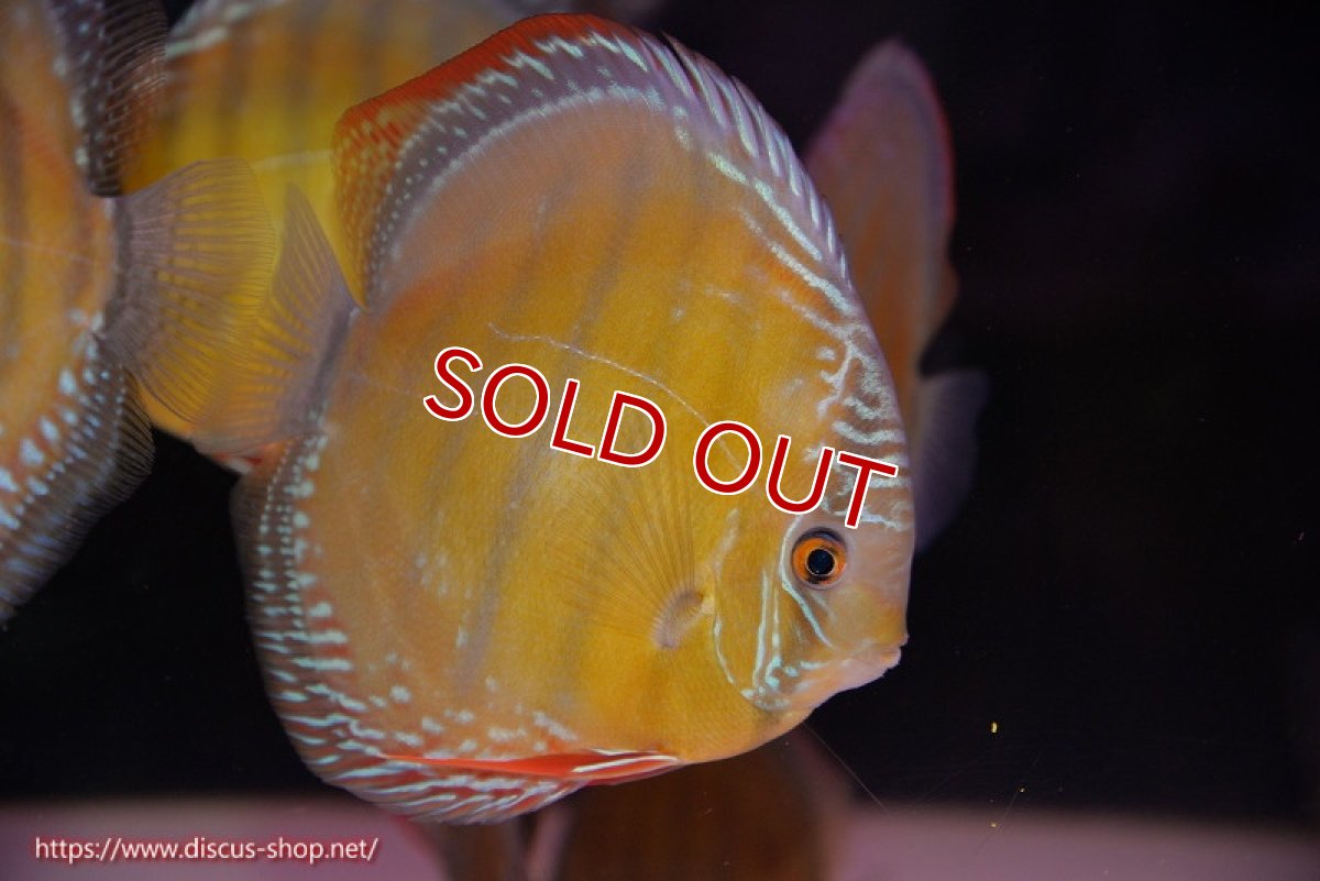 画像1: 【除夜の鐘28000円】【ワイルドディスカス】【通販】【未開の新産地個体】ラーゴサポレッド【個体販売】14-15cm（生体）ラーゴサポ産 (1)