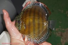 画像1: 【ウィンターセール対象個体】【ワイルドディスカス】【通販】【未開の新産地個体】ラーゴサポレッド【個体販売】14-15cm（生体）ラーゴサポ産 (1)