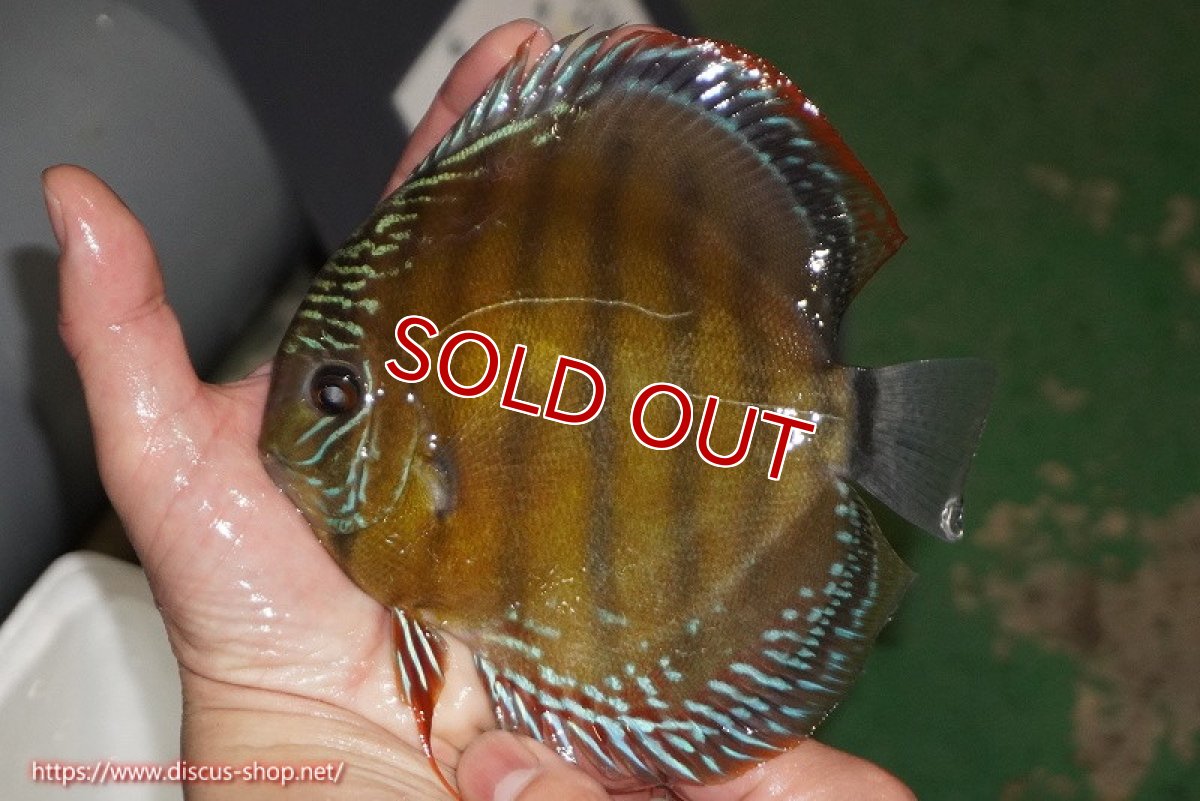 画像2: 【除夜の鐘28000円】【ワイルドディスカス】【通販】【未開の新産地個体】ラーゴサポレッド【個体販売】14-15cm（生体）ラーゴサポ産 (2)