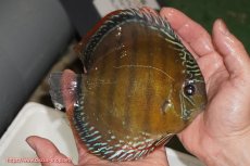 画像2: 【ウィンターセール対象個体】【ワイルドディスカス】【通販】【未開の新産地個体】ラーゴサポレッド【個体販売】14-15cm（生体）ラーゴサポ産 (2)