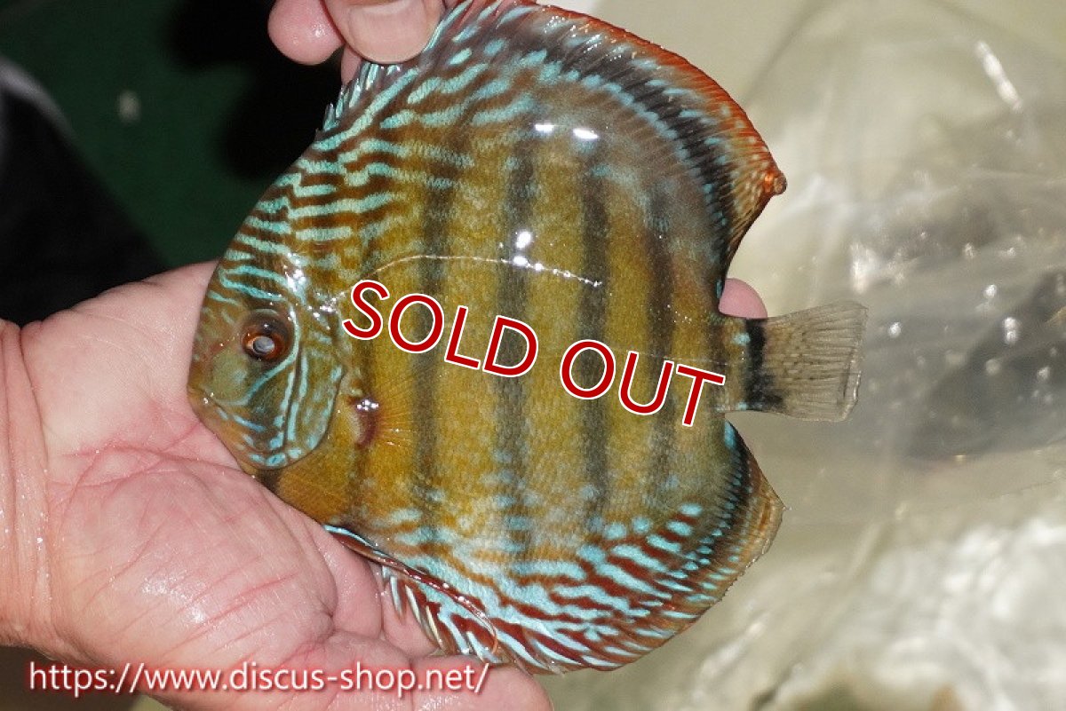 画像1: 【30周年記念セール対象個体】【ワイルドディスカス】【通販】【未開の新産地個体】ラーゴサポレッド&パール【個体販売】14-16cm（生体）ラーゴサポ産 (1)