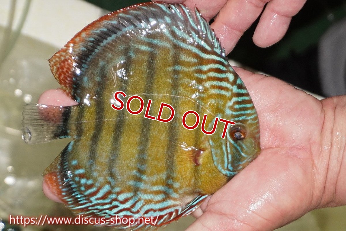 画像2: 【30周年記念セール対象個体】【ワイルドディスカス】【通販】【未開の新産地個体】ラーゴサポレッド&パール【個体販売】14-16cm（生体）ラーゴサポ産 (2)