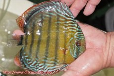 画像2: 【ワイルドディスカス】【通販】【未開の新産地個体】ラーゴサポレッド&パール【個体販売】14-16cm（生体）ラーゴサポ産 (2)