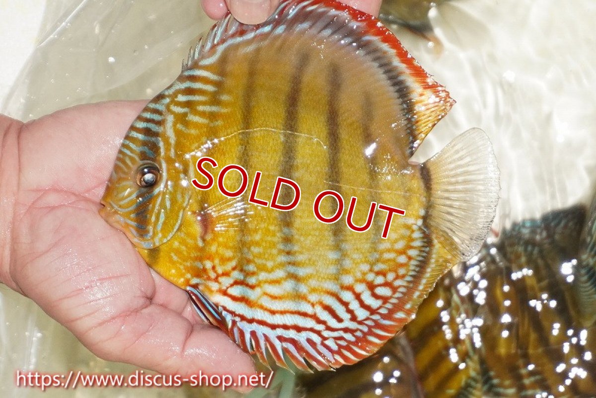 画像1: 【30周年記念セール対象個体】【ワイルドディスカス】【通販】【未開の新産地個体】ラーゴサポレッド&パール【個体販売】14-16cm（生体）ラーゴサポ産 (1)