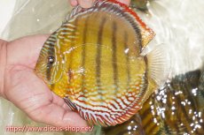 画像1: 【ワイルドディスカス】【通販】【未開の新産地個体】ラーゴサポレッド&パール【個体販売】14-16cm（生体）ラーゴサポ産 (1)