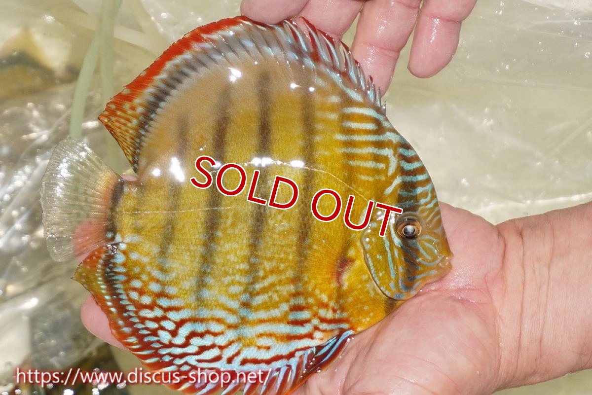 画像2: 【30周年記念セール対象個体】【ワイルドディスカス】【通販】【未開の新産地個体】ラーゴサポレッド&パール【個体販売】14-16cm（生体）ラーゴサポ産 (2)