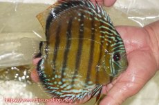 画像2: 【ワイルドディスカス】【通販】【未開の新産地個体】ラーゴサポレッド&パール【個体販売】14-16cm（生体）ラーゴサポ産 (2)