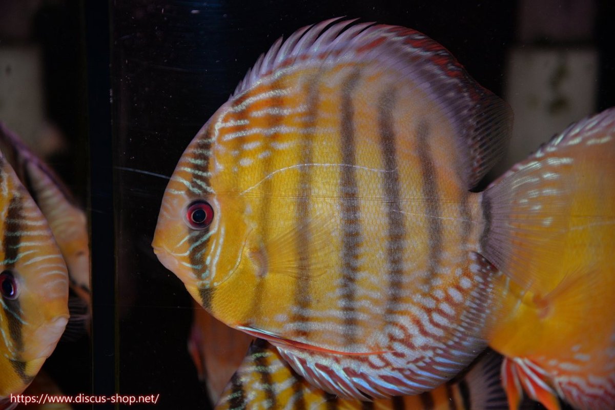 画像1: 【30周年記念セール対象個体】【ワイルドディスカス】【通販】【未開の新産地個体】ラーゴサポレッド&パール【個体販売】14-16cm（生体）ラーゴサポ産 (1)