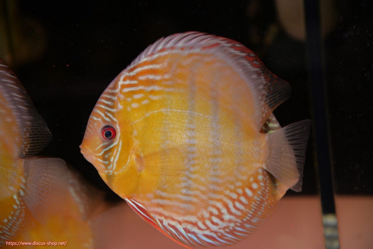 画像2: 【30周年記念セール対象個体】【ワイルドディスカス】【通販】【未開の新産地個体】ラーゴサポレッド&パール【個体販売】14-16cm（生体）ラーゴサポ産 (2)