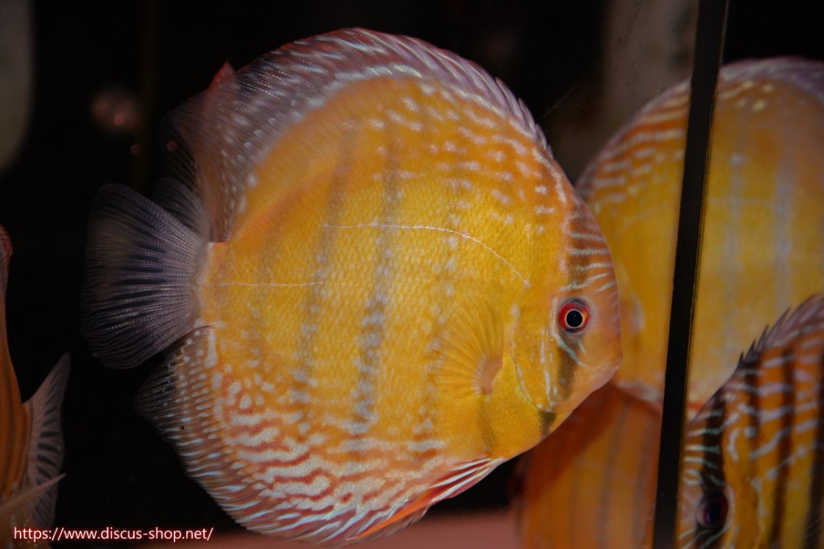 画像1: 【30周年記念セール対象個体】【ワイルドディスカス】【通販】【未開の新産地個体】ラーゴサポレッド&パール【個体販売】14-16cm（生体）ラーゴサポ産 (1)