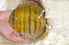 画像3: 【30周年記念セール対象個体】【ワイルドディスカス】【通販】【未開の新産地個体】ラーゴサポレッド&パール【個体販売】14-16cm（生体）ラーゴサポ産 (3)