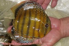 画像7: 【ワイルドディスカス】【通販】【未開の新産地個体】ラーゴサポレッド&パール【個体販売】14-16cm（生体）ラーゴサポ産 (7)