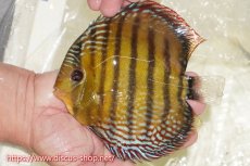 画像1: 【ワイルドディスカス】【通販】【未開の新産地個体】ラーゴサポレッド&パール【個体販売】14-16cm（生体）ラーゴサポ産 (1)