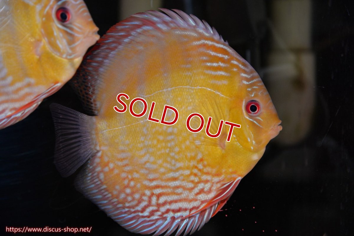 画像2: 【30周年記念セール対象個体】【ワイルドディスカス】【通販】【未開の新産地個体】ラーゴサポレッド&パール【個体販売】14-16cm（生体）ラーゴサポ産 (2)