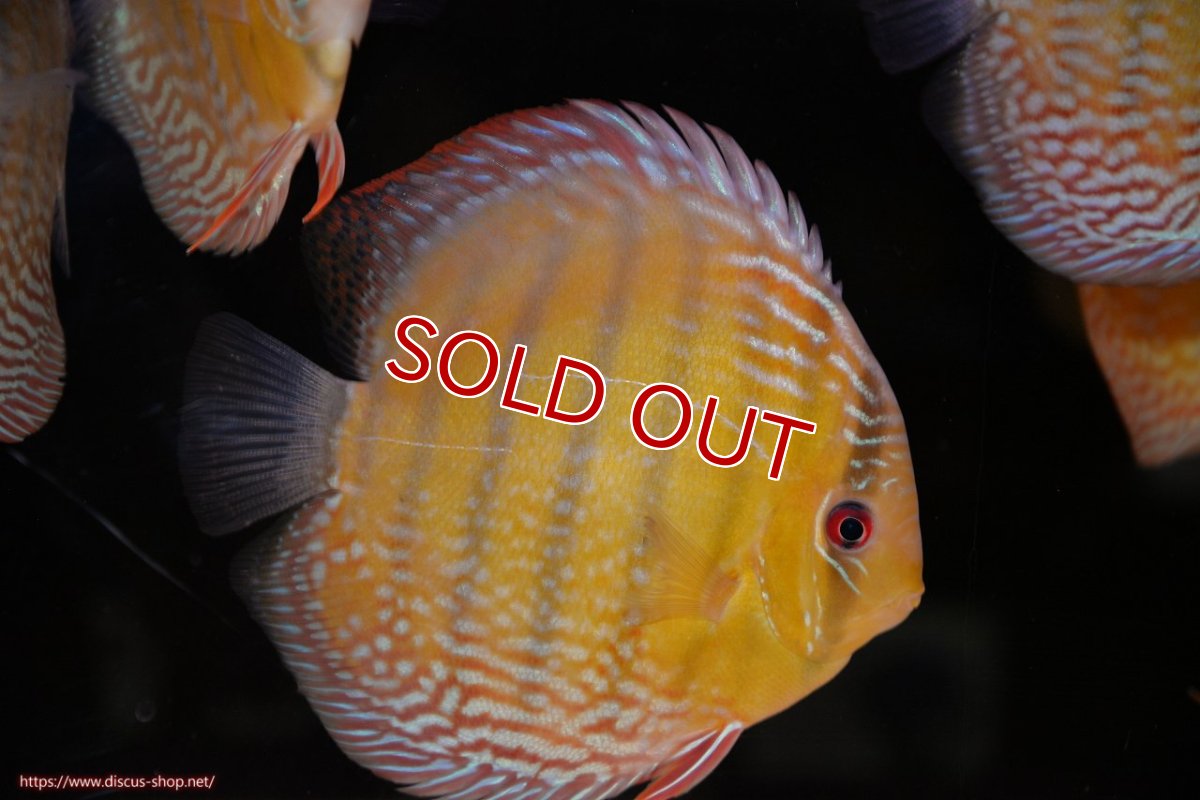 画像4: 【30周年記念セール対象個体】【ワイルドディスカス】【通販】【未開の新産地個体】ラーゴサポレッド&パール【個体販売】14-16cm（生体）ラーゴサポ産 (4)