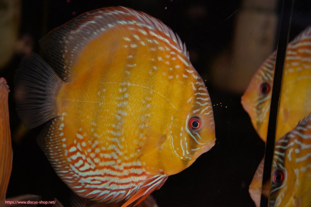 画像2: 【30周年記念セール対象個体】【ワイルドディスカス】【通販】【未開の新産地個体】ラーゴサポレッド&パール【個体販売】14-16cm（生体）ラーゴサポ産 (2)