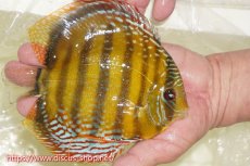 画像2: 【ワイルドディスカス】【通販】【未開の新産地個体】ラーゴサポレッド&パール【個体販売】14-16cm（生体）ラーゴサポ産 (2)