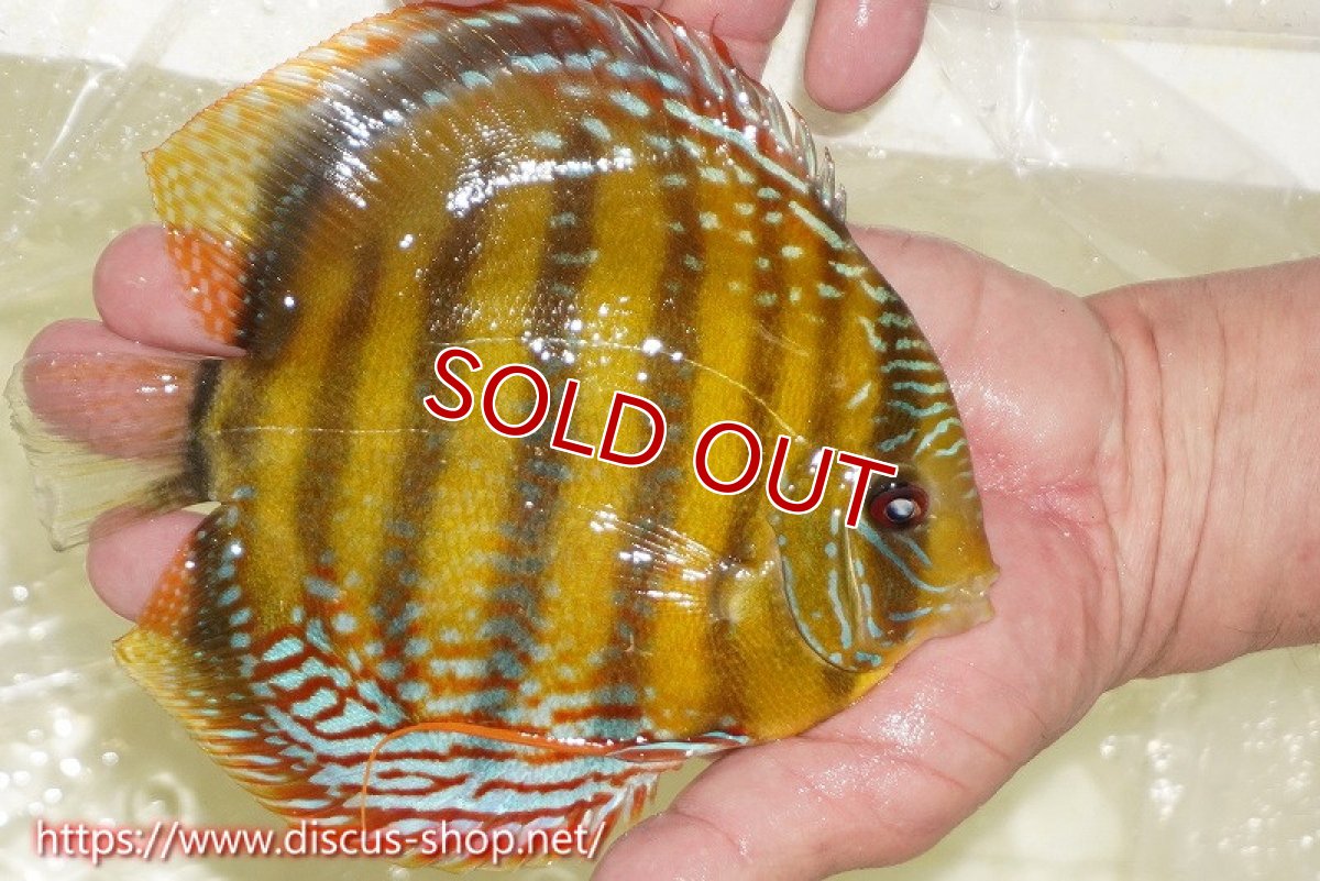 画像4: 【ワイルドディスカス】【通販】【未開の新産地個体】ラーゴサポレッド&パール【個体販売】14-16cm（生体）ラーゴサポ産 (4)