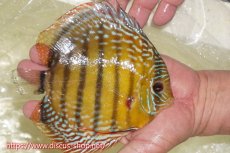 画像2: 【ワイルドディスカス】【通販】【未開の新産地個体】ラーゴサポレッド&パール【個体販売】14-16cm（生体）ラーゴサポ産 (2)