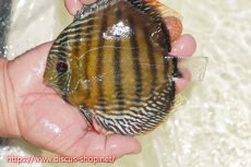 画像1: 【ワイルドディスカス】【通販】【未開の新産地個体】ラーゴサポレッド&パール【個体販売】14-16cm（生体）ラーゴサポ産 (1)