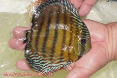 画像2: 【ワイルドディスカス】【通販】【未開の新産地個体】ラーゴサポレッド&パール【個体販売】14-16cm（生体）ラーゴサポ産 (2)