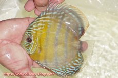 画像1: 【ワイルドディスカス】【通販】【未開の新産地個体】ラーゴサポレッド&パール【個体販売】14-16cm（生体）ラーゴサポ産 (1)