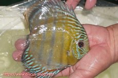 画像2: 【ワイルドディスカス】【通販】【未開の新産地個体】ラーゴサポレッド&パール【個体販売】14-16cm（生体）ラーゴサポ産 (2)