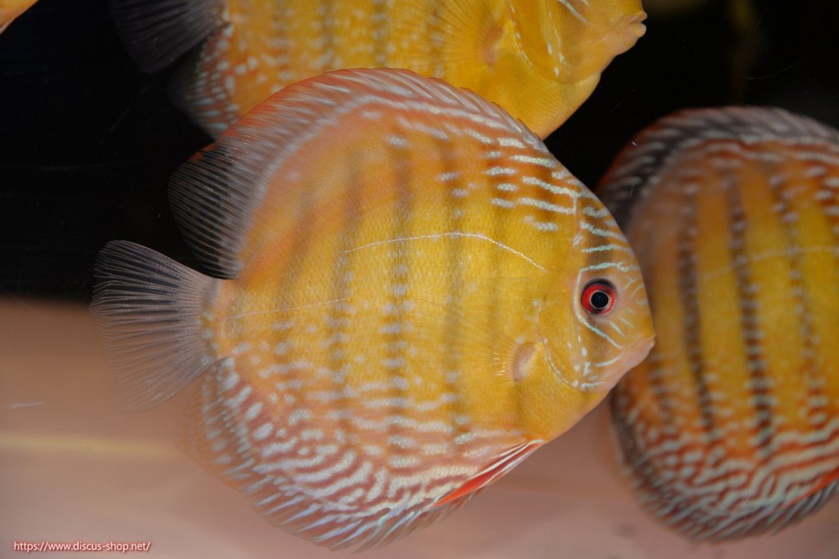 画像1: 【30周年記念セール対象個体】【ワイルドディスカス】【通販】【未開の新産地個体】ラーゴサポレッド&パール【個体販売】14-16cm（生体）ラーゴサポ産 (1)