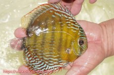 画像2: 【ワイルドディスカス】【通販】【未開の新産地個体】ラーゴサポレッド&パール【個体販売】14-16cm（生体）ラーゴサポ産 (2)