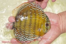 画像5: 【ワイルドディスカス】【通販】【未開の新産地個体】ラーゴサポレッド&パール【個体販売】14-16cm（生体）ラーゴサポ産 (5)