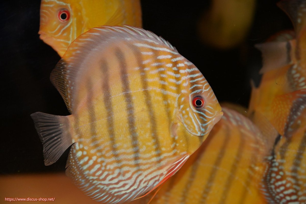 画像1: 【30周年記念セール対象個体】【ワイルドディスカス】【通販】【未開の新産地個体】ラーゴサポレッド&パール【個体販売】14-16cm（生体）ラーゴサポ産 (1)