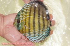 画像1: 【ワイルドディスカス】【通販】【未開の新産地個体】ラーゴサポレッド&パール【個体販売】14-16cm（生体）ラーゴサポ産 (1)