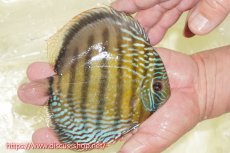 画像2: 【ワイルドディスカス】【通販】【未開の新産地個体】ラーゴサポレッド&パール【個体販売】14-16cm（生体）ラーゴサポ産 (2)