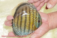 画像4: 【ワイルドディスカス】【通販】【未開の新産地個体】ラーゴサポレッド&パール【個体販売】14-16cm（生体）ラーゴサポ産 (4)