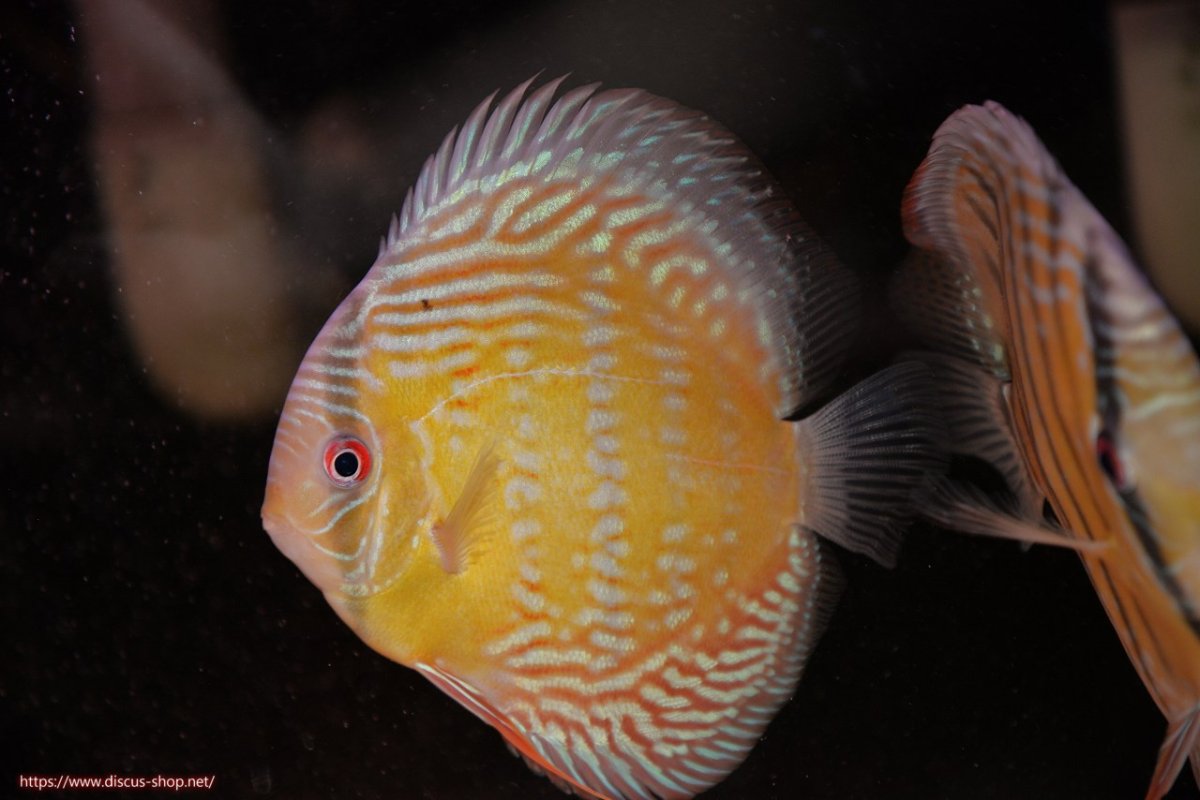 画像1: 【30周年記念セール対象個体】【ワイルドディスカス】【通販】【未開の新産地個体】ラーゴサポレッド&パール【個体販売】14-16cm（生体）ラーゴサポ産 (1)