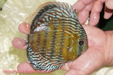 画像3: 【30周年記念セール対象個体】【ワイルドディスカス】【通販】【未開の新産地個体】ラーゴサポレッド&パール【個体販売】14-16cm（生体）ラーゴサポ産 (3)