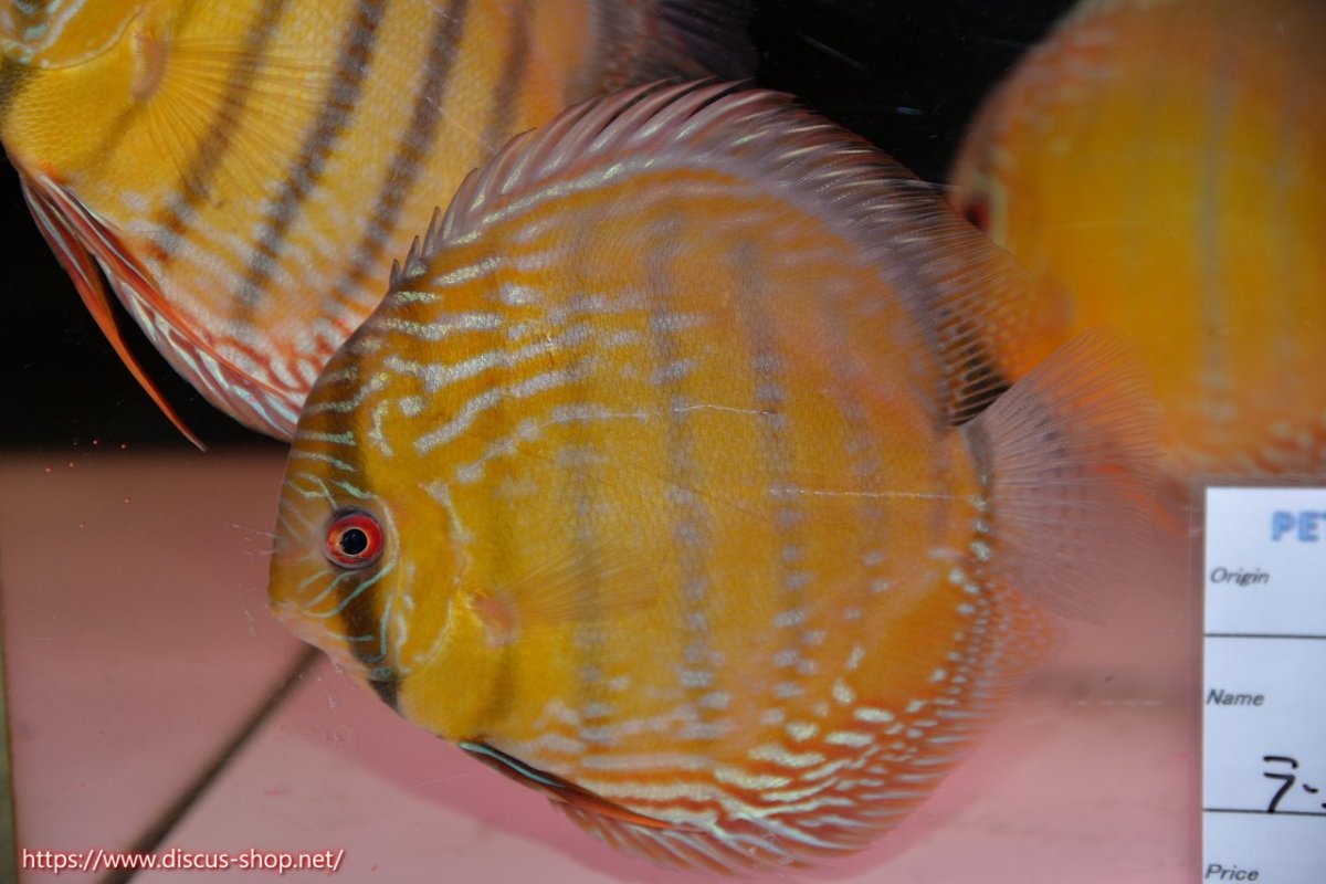 画像1: 【30周年記念セール対象個体】【ワイルドディスカス】【通販】【未開の新産地個体】ラーゴサポレッド&パール【個体販売】14-16cm（生体）ラーゴサポ産 (1)