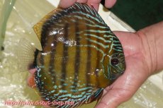 画像3: 【30周年記念セール対象個体】【ワイルドディスカス】【通販】【未開の新産地個体】ラーゴサポレッド&パール【個体販売】14-16cm（生体）ラーゴサポ産 (3)